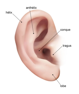 Anatomie de l'oreille externe